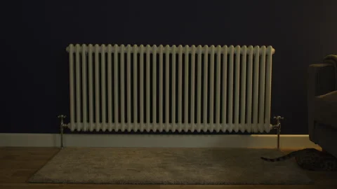 Cat playing in a livingroom Stock Footage 260339286