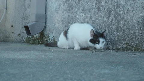 A cat playing with a lizard Stock Footage 129110552