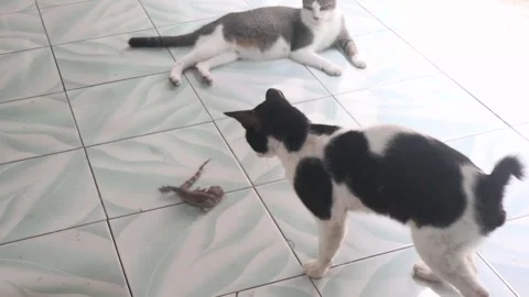 Cat playing with a lizard Stock Footage 267913903