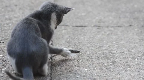 Cat playing with a lizard in the garden 動画素材 46429825