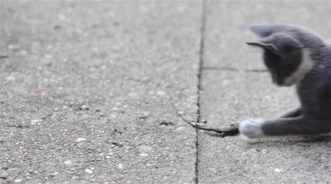 Cat playing with a lizard in the garden Video stock 46430225