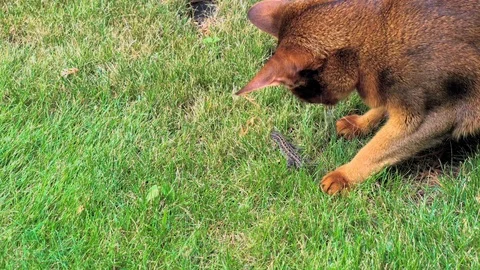 Cat playing with the lizard with teeth and claws on the grass Stock Footage 95117684