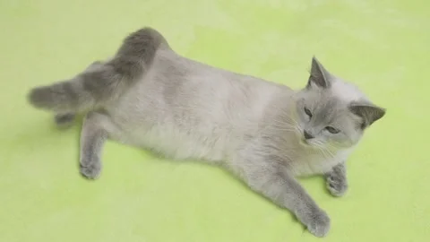 Cat is playing lying on bed 스톡 동영상 281773579