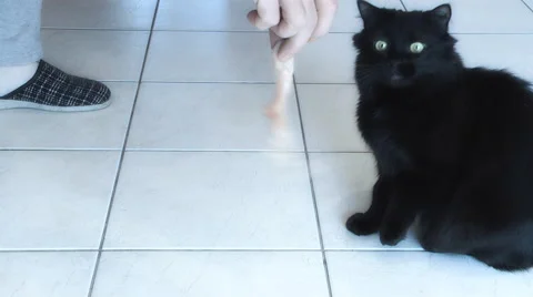 Cat playing with meat Stock Footage 46889974