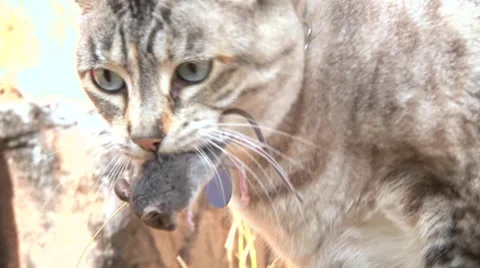 Cat Playing with Mouse Stock Footage 28790825