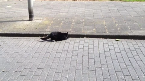 Cat playing with mouse Stock Footage 58007447