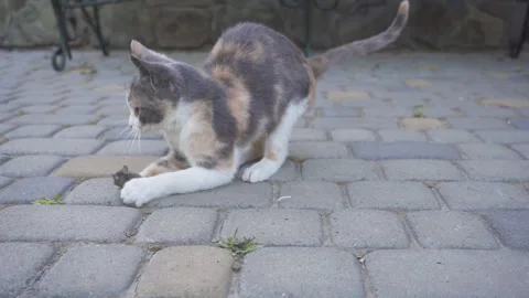 Cat is playing with the mouse Stock Footage 277706128