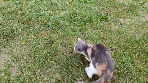 The cat is playing with the mouse Video stock 311713856