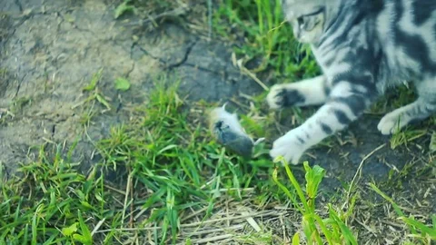 Cat playing with a mouse on the grass Video stock 83150141