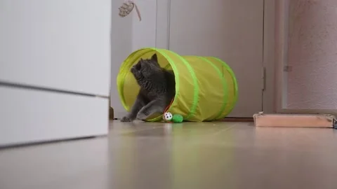 Cat playing with mouse. Gray shorthair cat. Advertising toys for cats. Pussycat. Video stock 182649988
