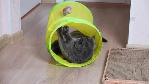 Cat playing with mouse. Gray shorthair cat. Advertising toys for cats. Pussycat. Stock Footage 196337559