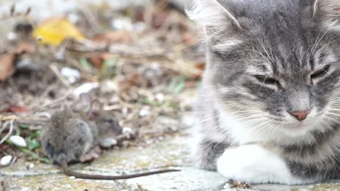Cat playing with mouse. A grey and white cat exhibits natural instincts as it Stock Footage 256080969