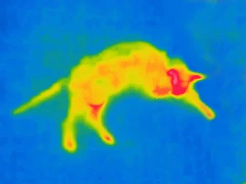 A cat is playing with a mouse Stock Illustration