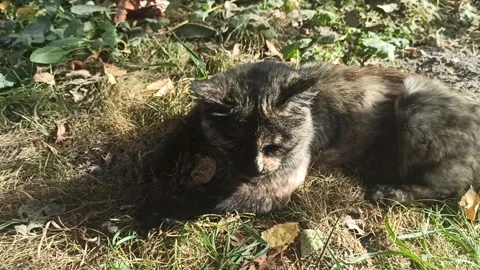 Cat playing with mouse. Rural cat catches mouse. Video stock 299436702