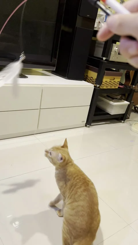 Cat Playing With Mouse Toy With Rope At Home. Cat Video Stock Footage 296176244