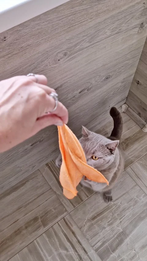 Cat Playing Orange Cloth on Tiled Floor Stock Footage 319041419