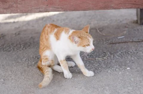 Cat playing outside. Stock-Fotos
