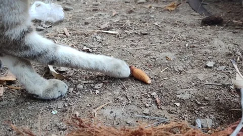 Cat playing with palm weevil larvae, garden kitten close up Stock Footage 296064034