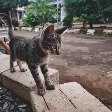 Cat playing at the park Stock Photos