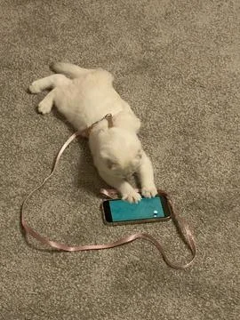 Cat playing on the phone Stock Photos