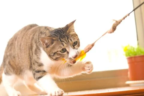 Cat is playing Fotos Stock