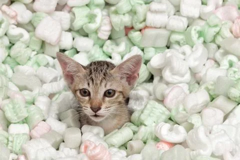 Cat playing Stock Photos