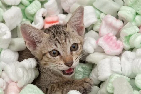 Cat playing Stock Photos