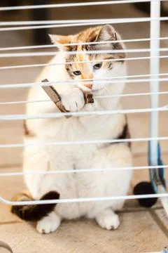 Cat playing Stock Photos