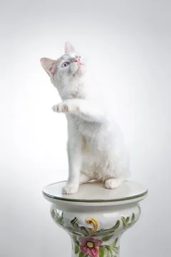 Cat playing Stock Photos