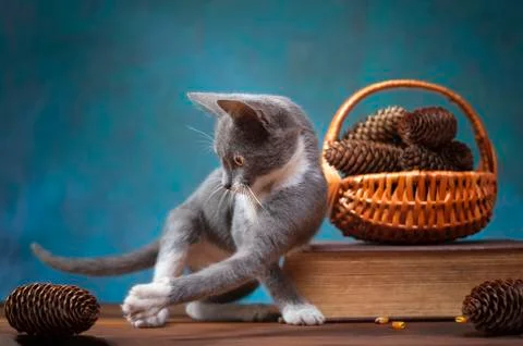 Cat playing Foto stock
