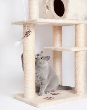 Cat playing 写真素材