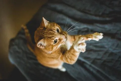 Cat playing Stock Photos