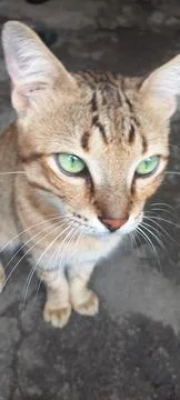 Cat is playing Stock Photos