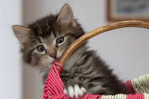 Cat playing Stock Photos