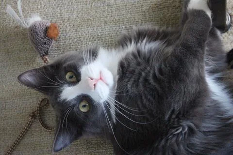 Cat playing  Stock Photos