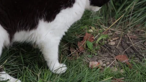 Cat Playing With A Piece Of Hot Meat Stock Footage 313987294