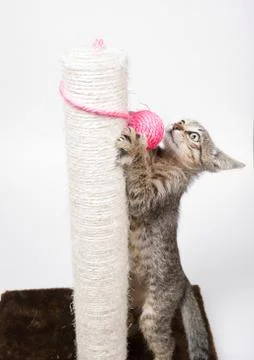 Cat playing with a pink ball Stock Photos