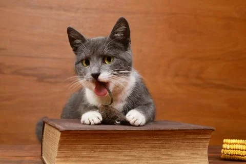 Cat playing with a plush mouse Foto stock