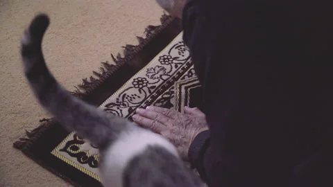 Cat playing with a praying man, Cats in islam Muslim culture Stock Footage 238942795