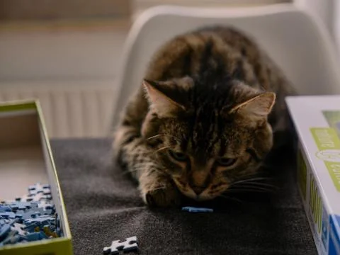 Cat playing with puzzle Stock Photos