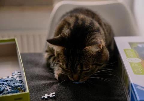 Cat playing with puzzle Stock Photos