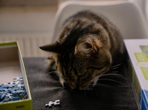 Cat playing with puzzle Stock Photos