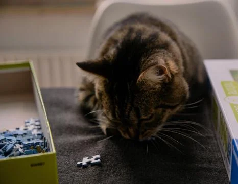 Cat playing with puzzle Stock Photos
