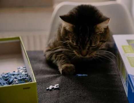 Cat playing with puzzle Stock Photos