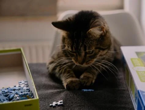 Cat playing with puzzle Stock Photos