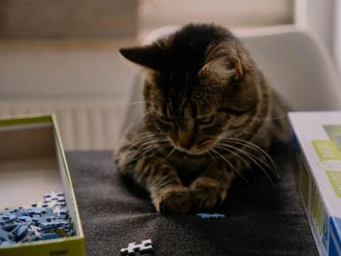 Cat playing with puzzle Stock Photos