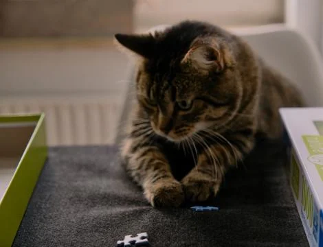 Cat playing with puzzle Stock Photos