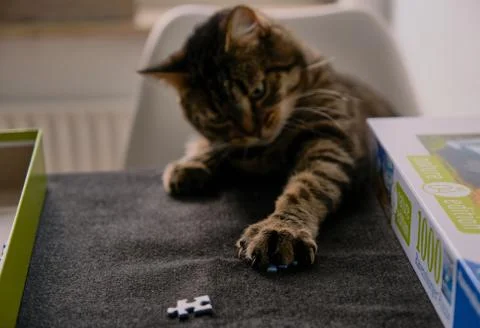 Cat playing with puzzle Stock Photos
