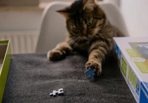 Cat playing with puzzle Stock Photos