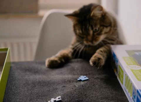 Cat playing with puzzle Stock Photos